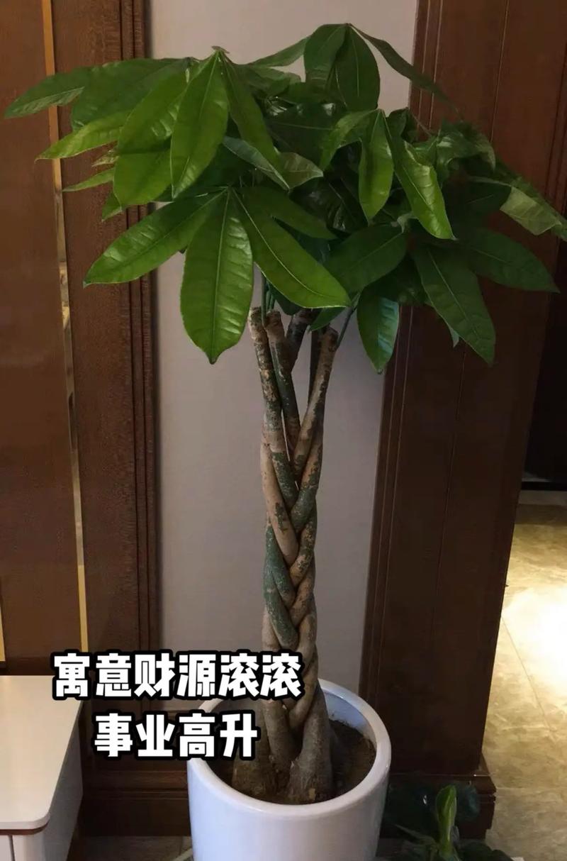 家里摆放什么植物旺家宅