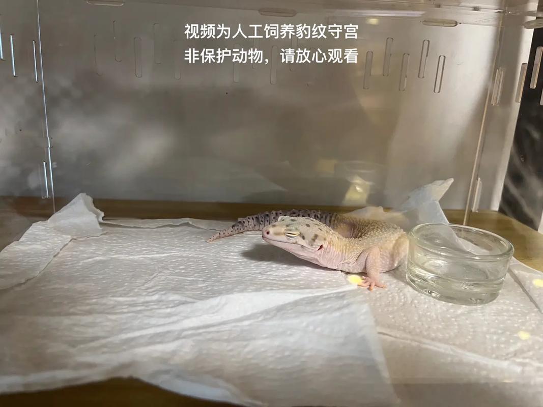 梦见壁虎爬墙是什么意思