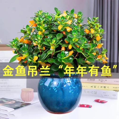 金鱼花的养殖方法和注意事项