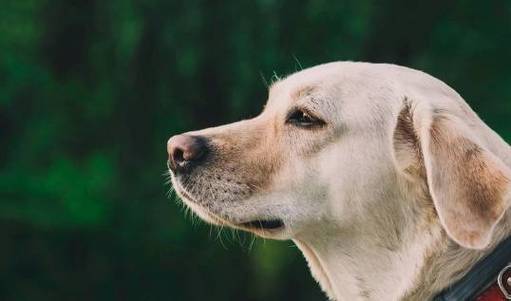 梦见猪鼻子狗
