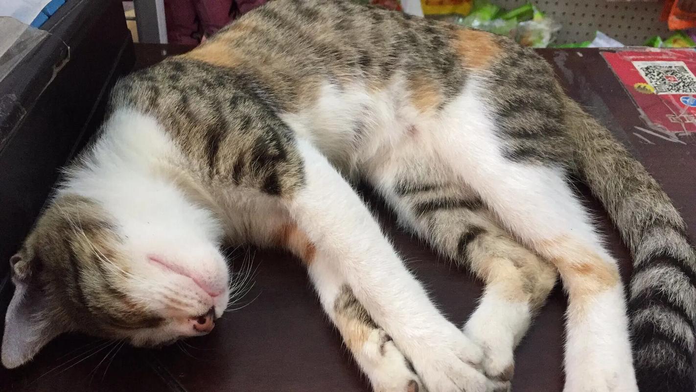 梦见猫追我把猫打死