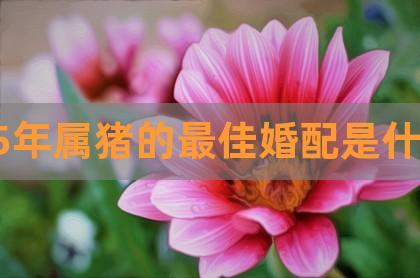 95属猪姻缘何时到
