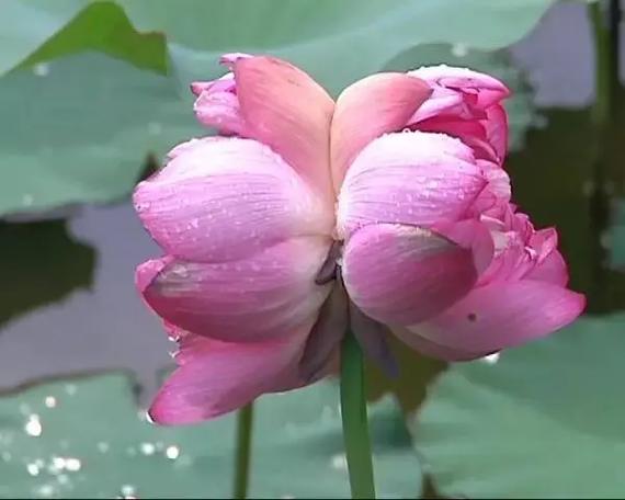 并蒂莲的花语及传说