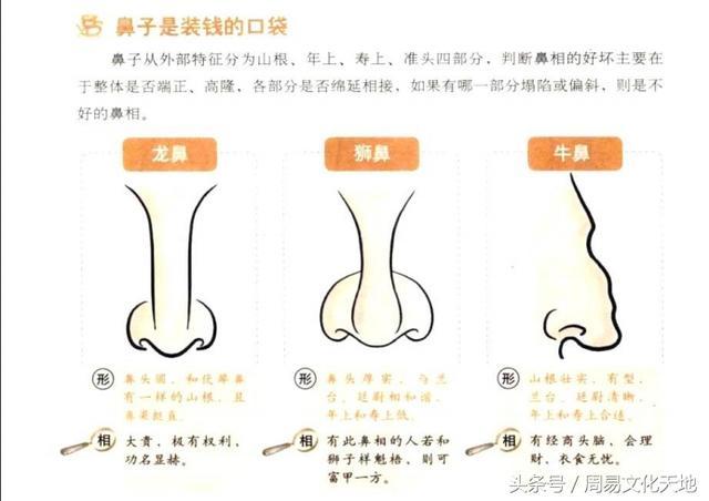 盛囊鼻和悬胆鼻区别