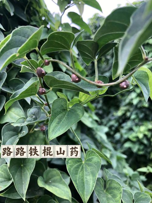梦见种植山药