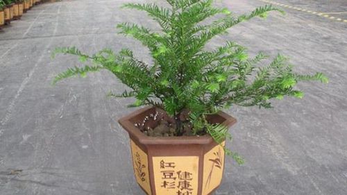 家里红豆杉的风水禁忌有哪些?一文全揭晓