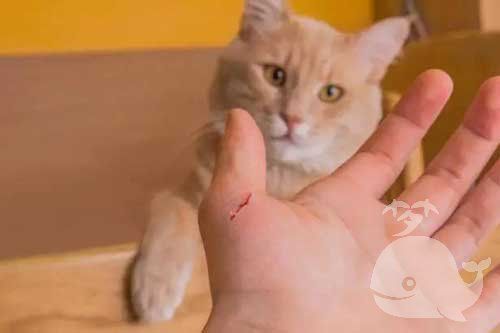 女人梦见被猫抓