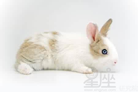 梦见粉兔子
