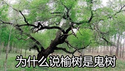 梦见榆树有什么表示