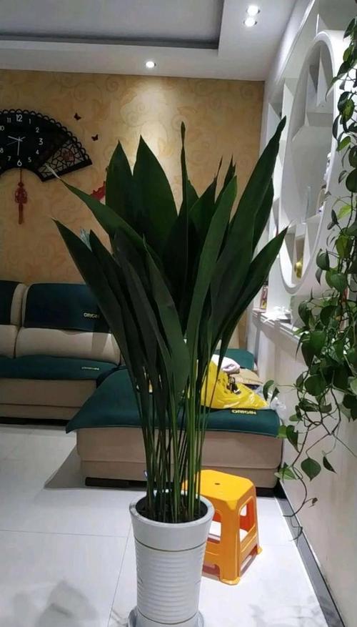 一起看看养花风水中有什么讲究