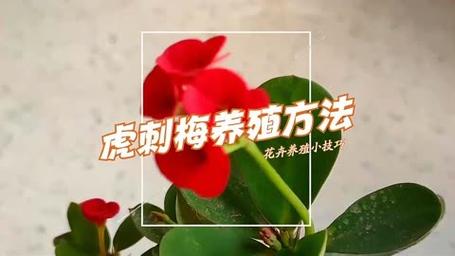 虎刺梅的养殖方法和注意事项