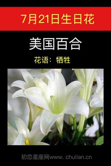 7月21日生日花语:美国百合,7月21日是什么星座?