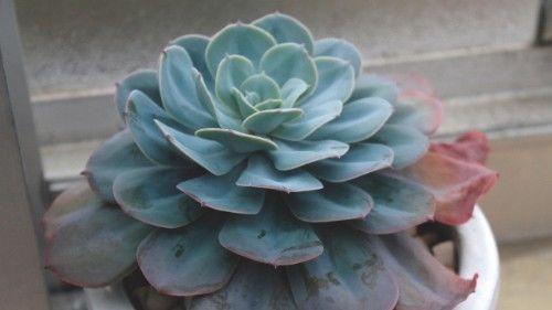 缘份到!三月爱情美妙生肖点名