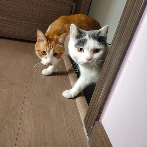 梦见两只猫在咬一只鸟