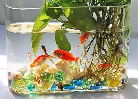 养鱼的水有什么讲究?