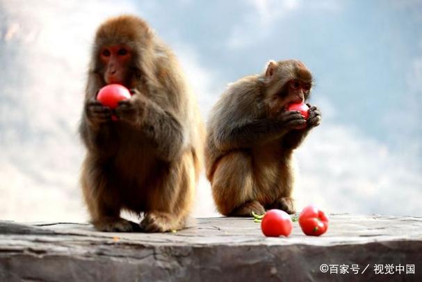 92属猴的和什么属相最配,92年属猴的和什么属相最配?