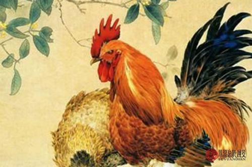 生肖鸡是否有老板命