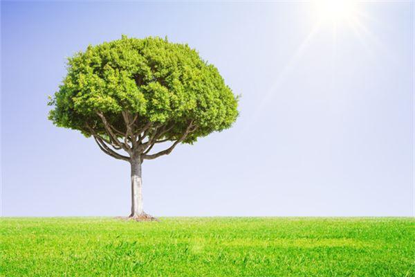梦见爬树，梦见爬上一颗大树
