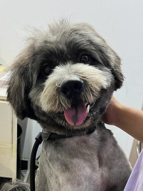 梦见救狗 梦见救狗没救成