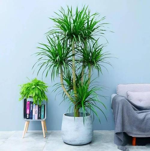 客厅里适合摆放什么植物最好