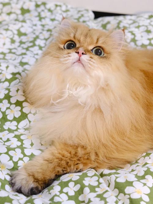 梦到一只白猫一只黄猫预示着什么意思