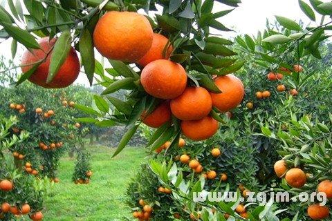 梦见落地橘子