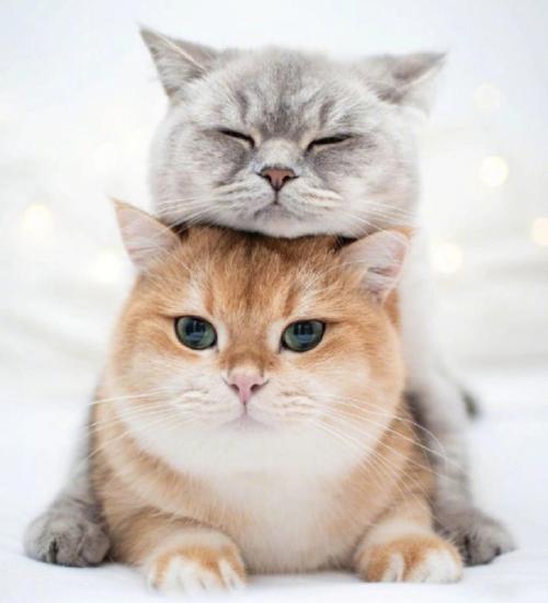 好奇害死猫 盘点好奇心最旺盛的五大生肖