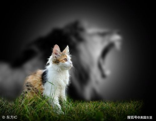 最容易受伤的星座男