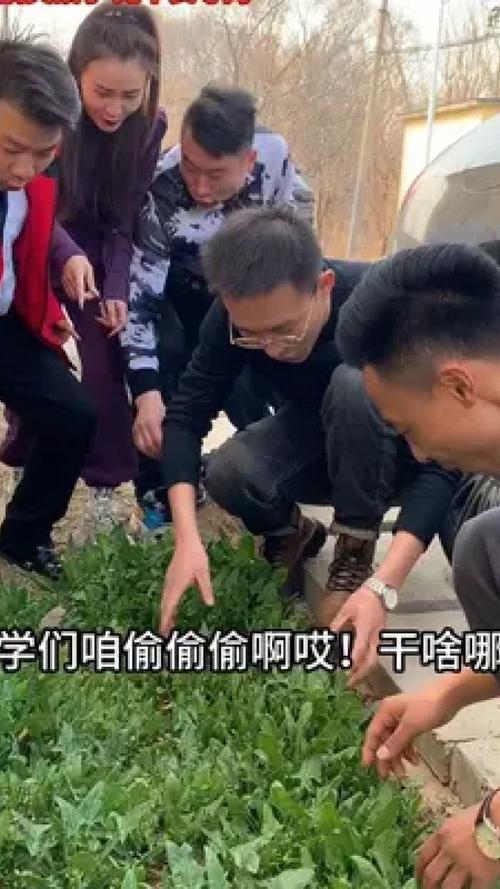 梦见偷菠菜