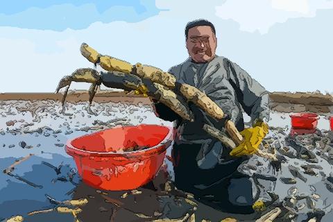 梦见拔莲藕