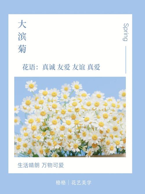 6月11日生日花语:法兰西菊,6月11日是什么星座?