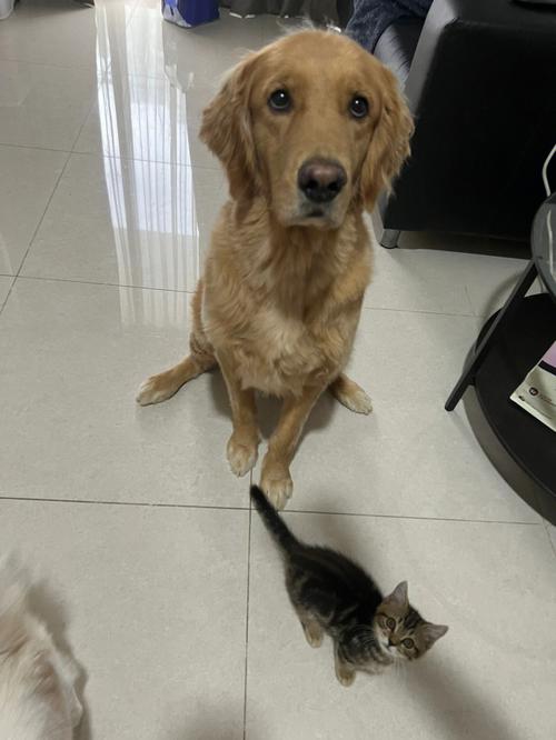 梦见猫粘着自己不走