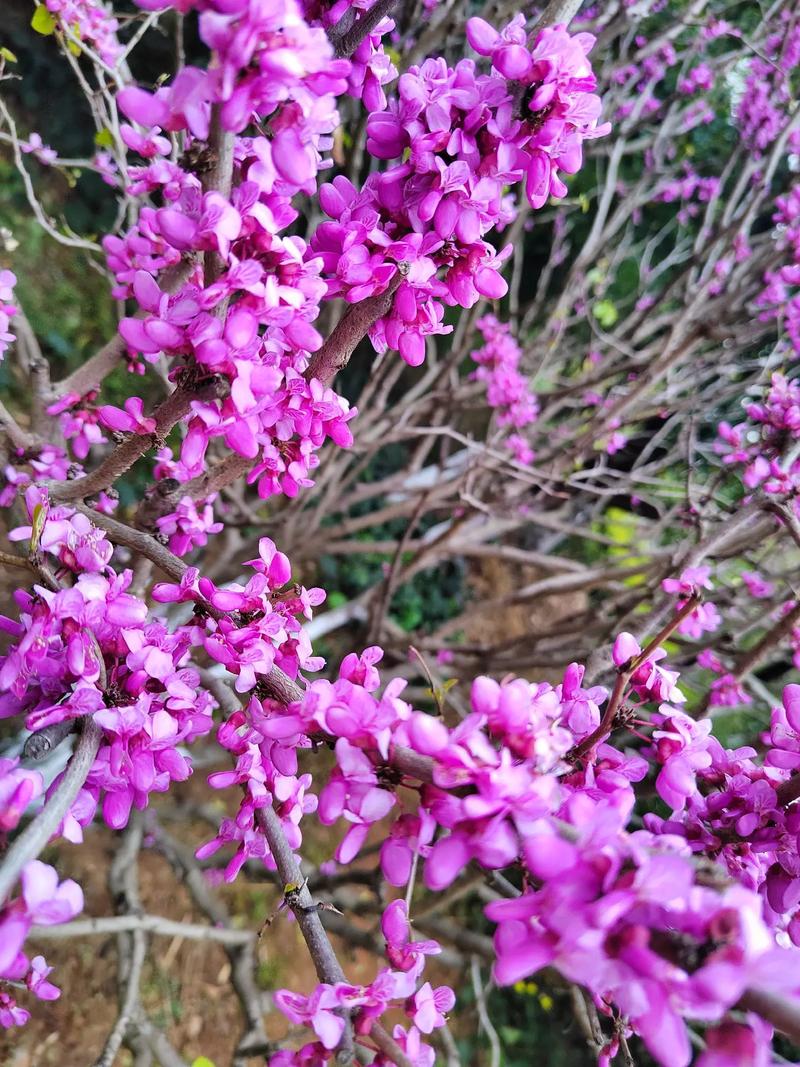 香港市花紫荆花,紫荆花的花语是什么?