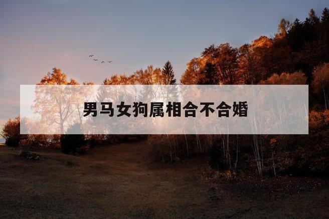 属马和属狗的合不合
