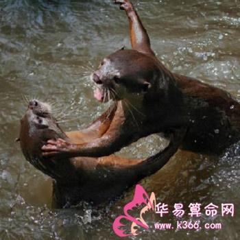 梦见水中殴斗意味着什么?
