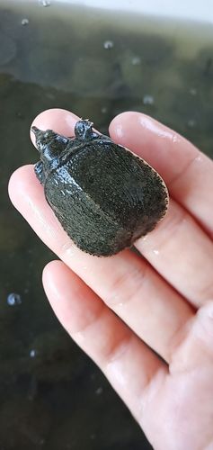 梦见鳖 梦见鳖鱼是好事还是坏事