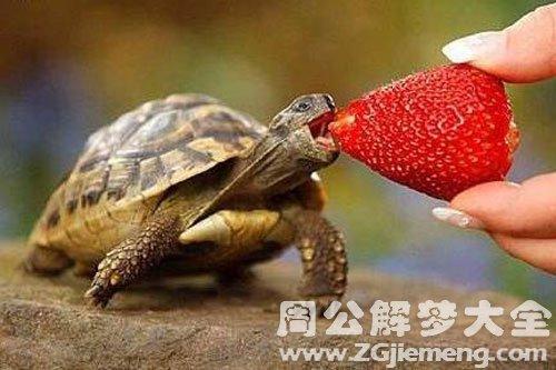梦见喂乌龟
