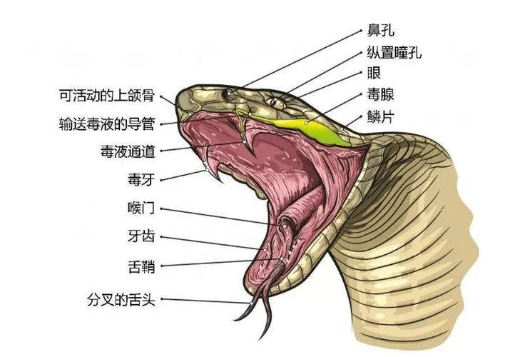 梦见蛇骨头是什么意思