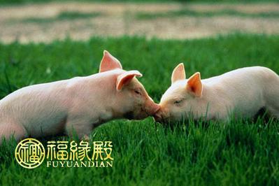 属猪和属猪的相配吗