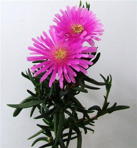 松叶菊的花语是:功勋、怠惰、东方的神秘