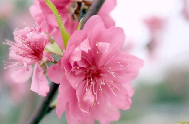 属马2021年10月有正桃花吗