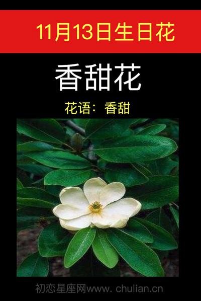 11月13日生日花语:香甜花