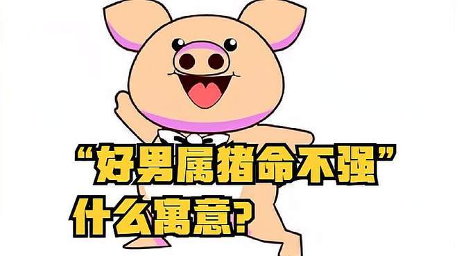 老人说好男属猪命不强是什么意思