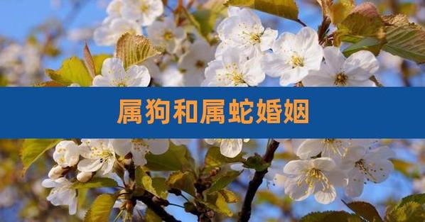 属狗和属蛇的2021年适合几月结婚?可以在2021年结婚吗?