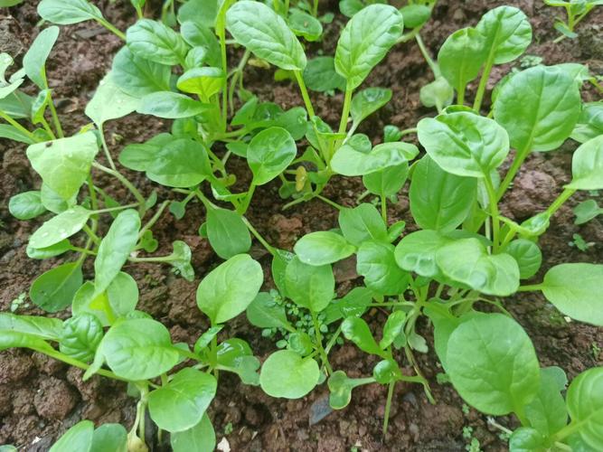 蔬菜长得很茂盛