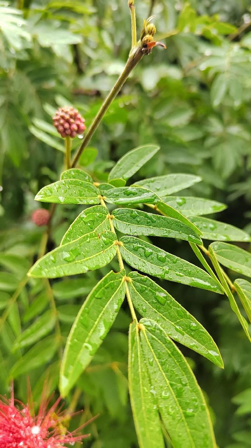 朱缨花的花语,朱缨花的花期