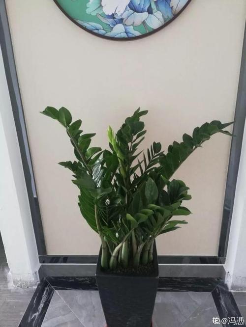 客厅的财位放什么植物好?让财不外漏
