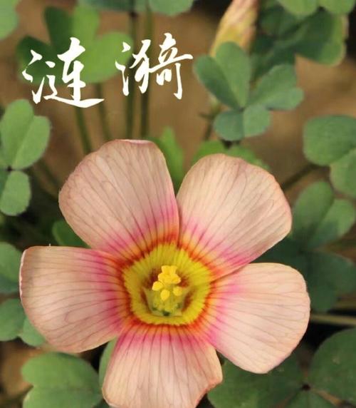 3月17日生日花语:酢酱草