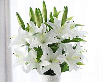 33枝百合的花语?33枝百合代表什么意思?