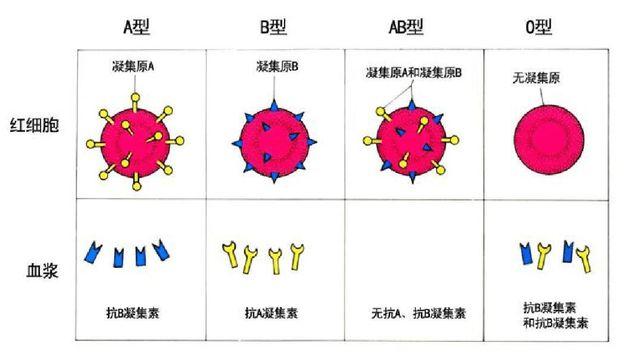 为什么说ab血型是变态血